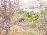 Chile2008273.jpg horse image by Cheer4nch