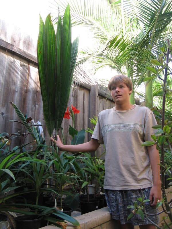 Strap leaves DISCUSSING PALM TREES WORLDWIDE PalmTalk