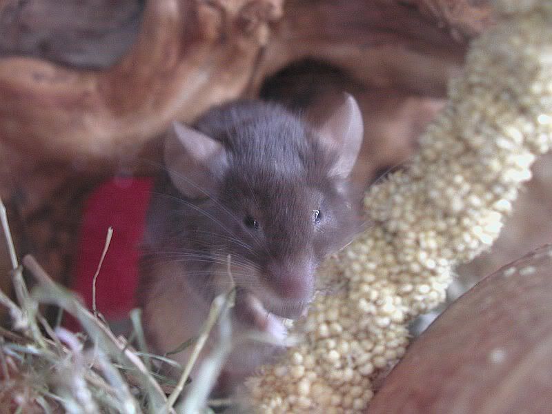 Muschen035.jpg