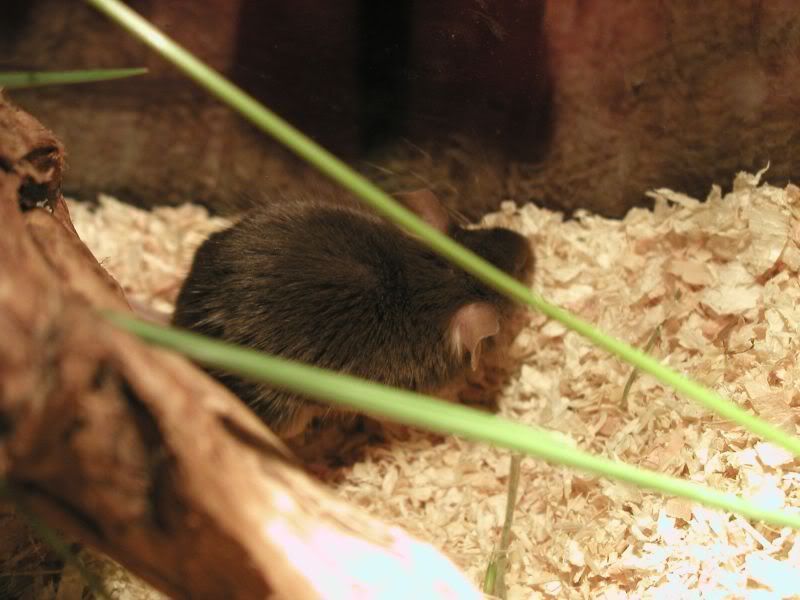 Muschen073.jpg