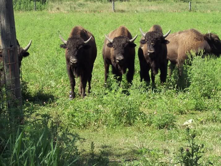 100_0649.jpg buffalo as curious about us as the kids were image by TreknTeresa