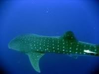 WS0802182forchat.jpg
