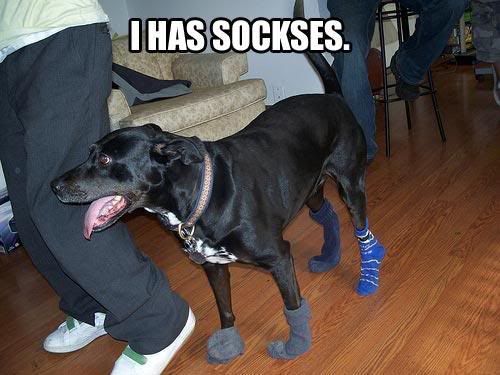 i-has-sockses.jpg