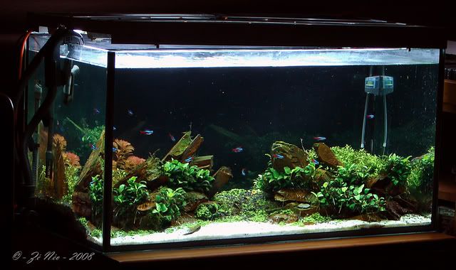 Aquascaping10-1.jpg