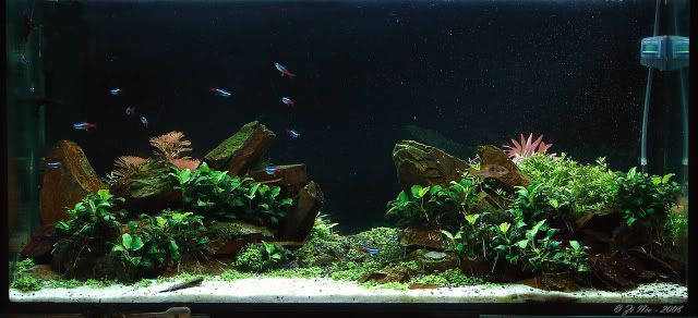 Aquascaping11-1.jpg