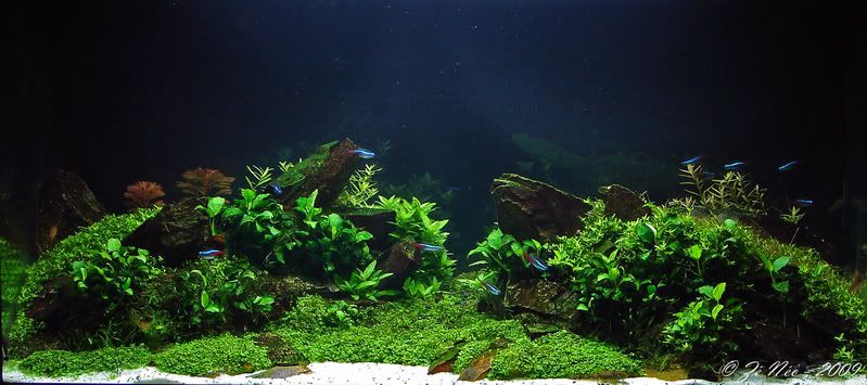 Aquascaping18-1.jpg