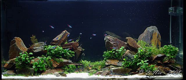 Aquascaping4-1.jpg