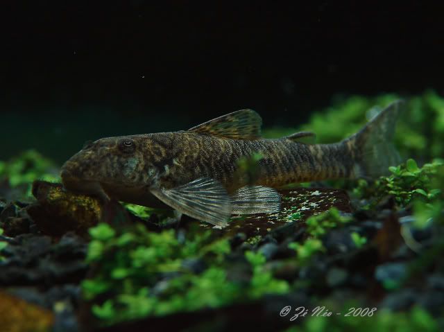 Aquascaping7-1.jpg