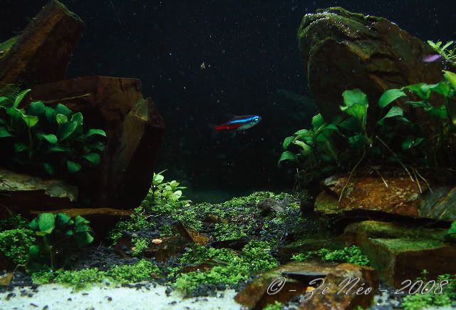 Aquascaping8-1.jpg