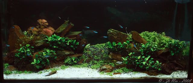 Aquascaping9-1.jpg