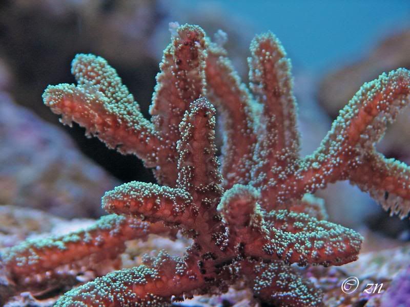 Coral-1.jpg