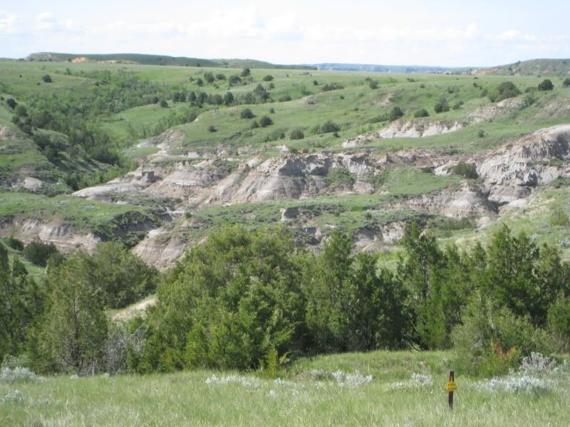 [Image: BakerBuffalo.jpg]