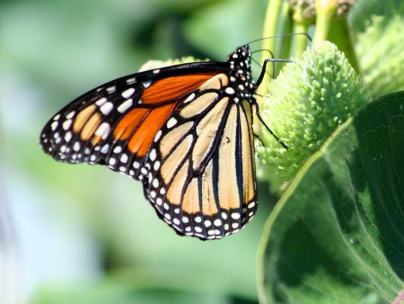 If I had a tattoo it would be of a monarch butterfly on the inside 