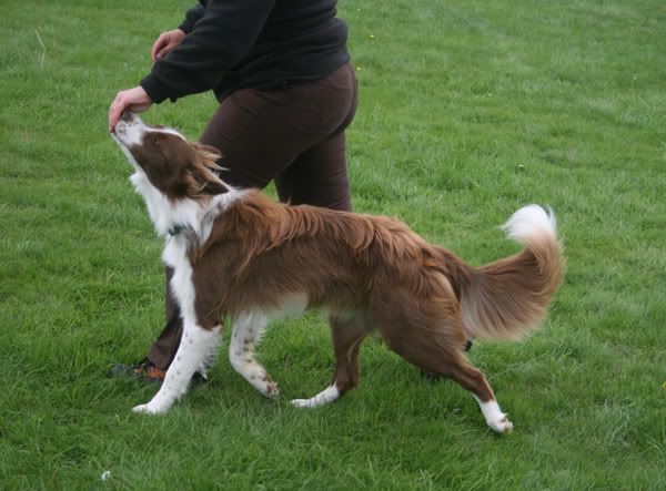 IMAGE: http://i51.photobucket.com/albums/f359/sanrossscot/glen-train1.jpg