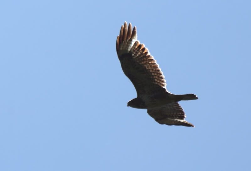 IMAGE: http://i51.photobucket.com/albums/f359/sanrossscot/prey.jpg