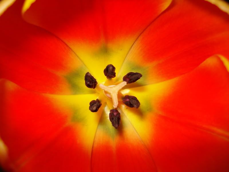 DSC00160.jpg tulip picture by Fruitarian