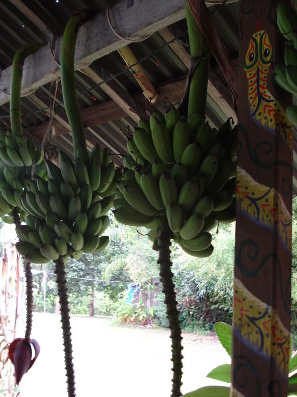 ripening on the porch