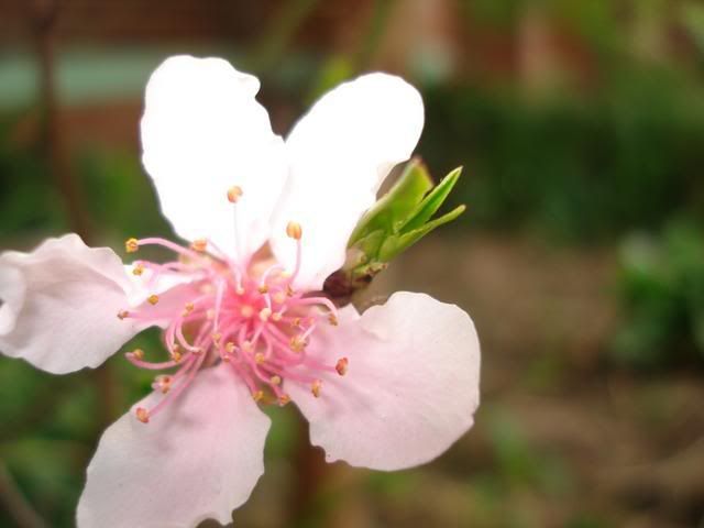 nectarine flower