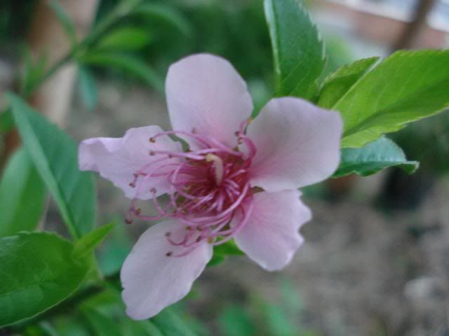 fruit flower