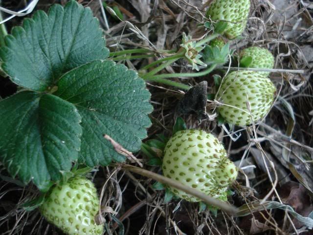 strawberries in our garden