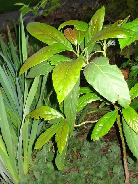 baby avocado tree in our garden