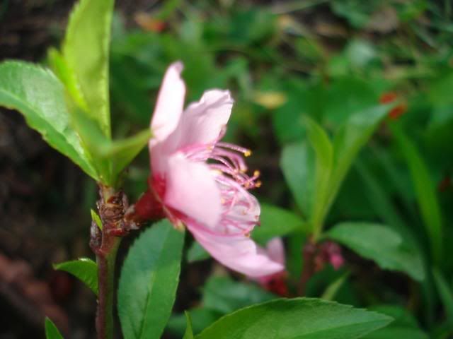 fruit tree flower