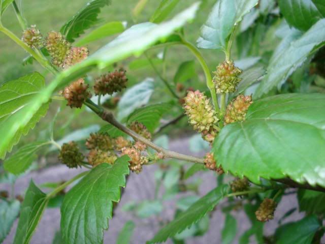 mulberries