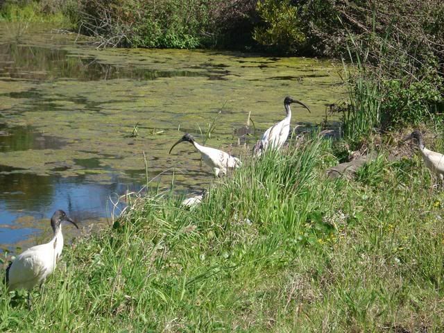 ibis near our shoebox