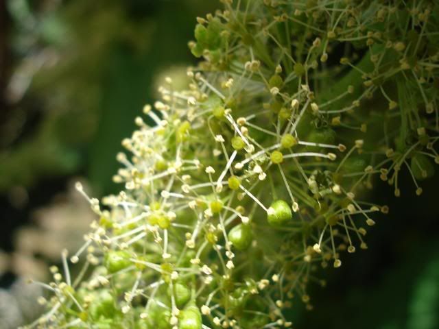 grape flowers