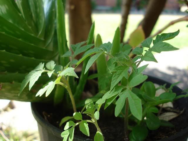 tomato seedlings