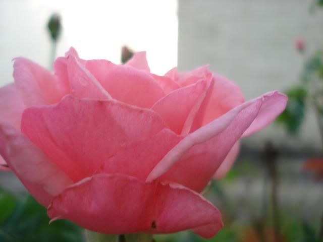sweet rose