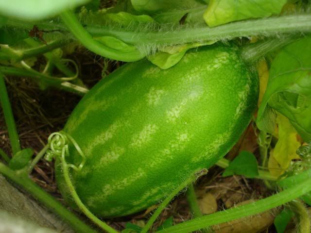 watermelon from our garden