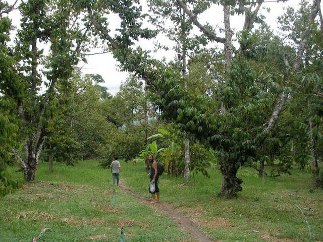 mango v durianovem lese