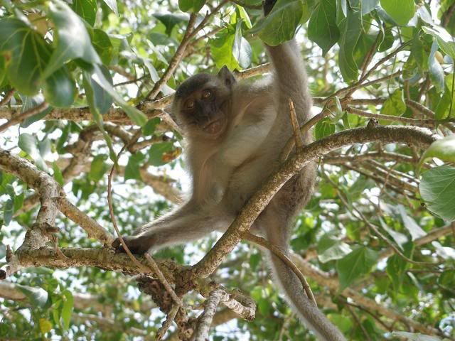 monkey in thailand 2006 holiday with sweet mango