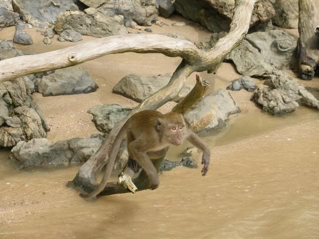 free monkey. thailand holiday with mango 2006