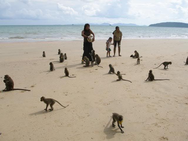 monkeys on the beach in  thailand