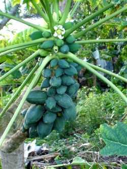 mountain paw paw