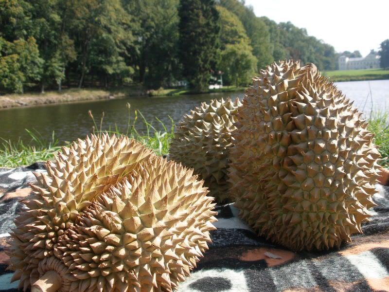 exciting durian on the lake. kynzvart mansion. czech republic 2006