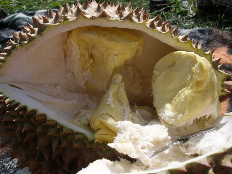 ready to eat durian, czech republic 2006