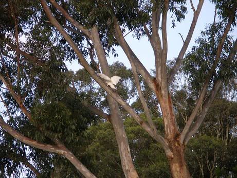 eukalyptus a bily kakadu