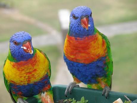 rainbow lorakeets