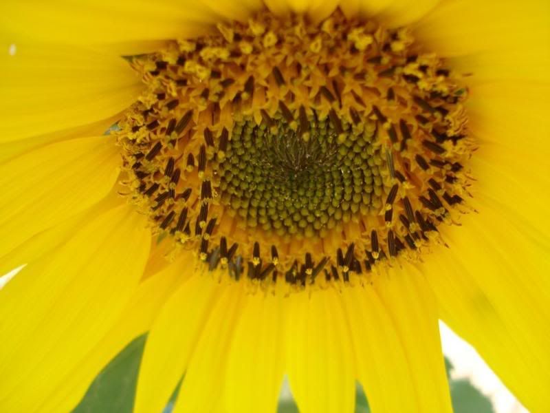 happy sunflower in our garden