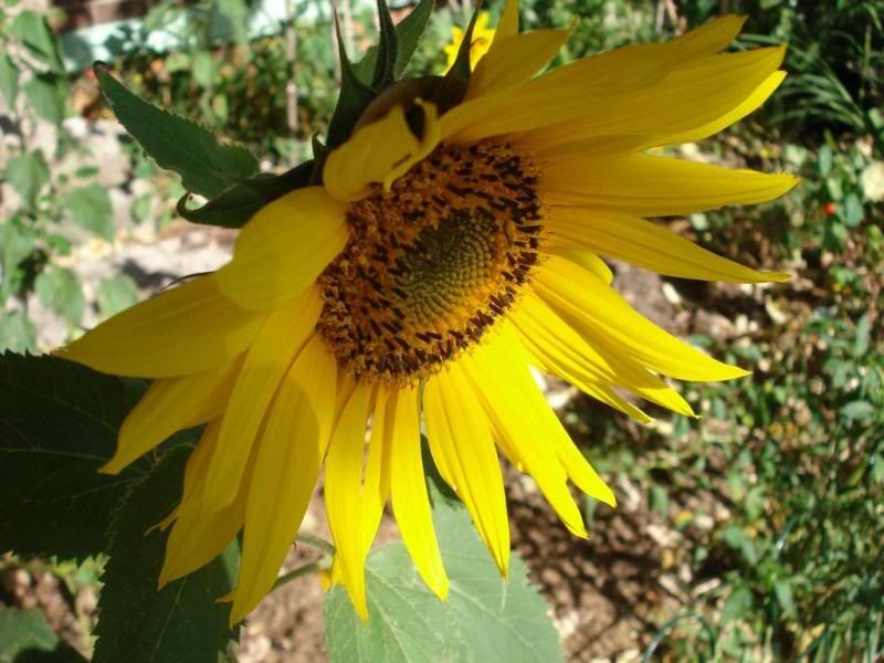 i love sunflowers in our garden