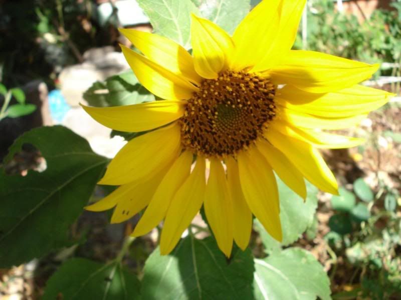 sunny sunflower in our fruitarian garden
