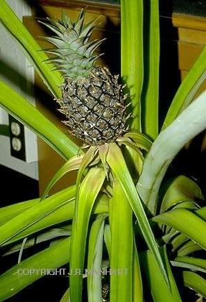 pokojovy ananas
