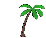 Palm Tree