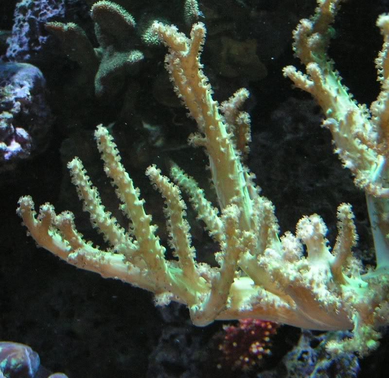 TreeCoral.jpg