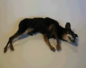 cat dog Pictures, Images and Photos