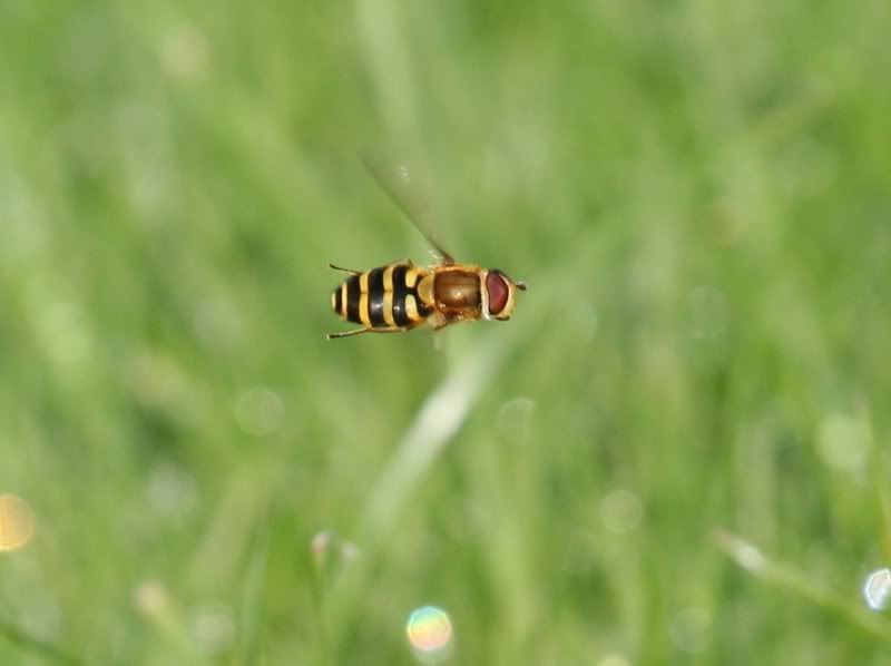 http://i51.photobucket.com/albums/f362/BFS2507/Bee-2.jpg