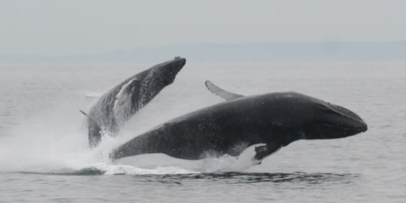 http://i51.photobucket.com/albums/f362/BFS2507/Humpback-1.jpg